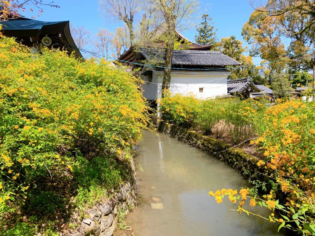 松尾大社 山吹 見頃　開花情報